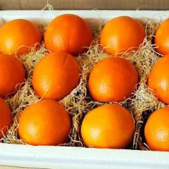 Navel Orange Suitcase